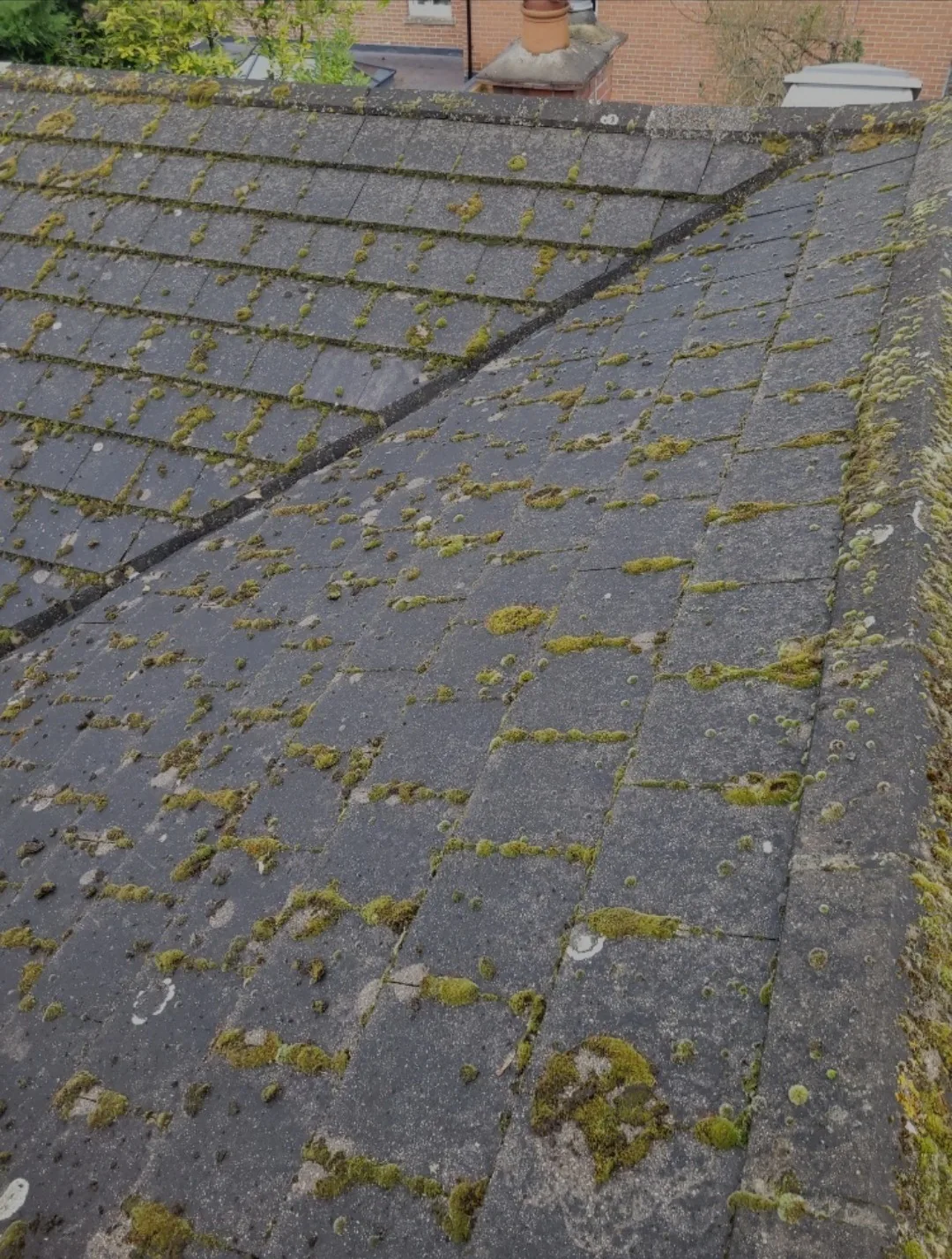 Moss and algae growth across a tiled roof slope before moss removal